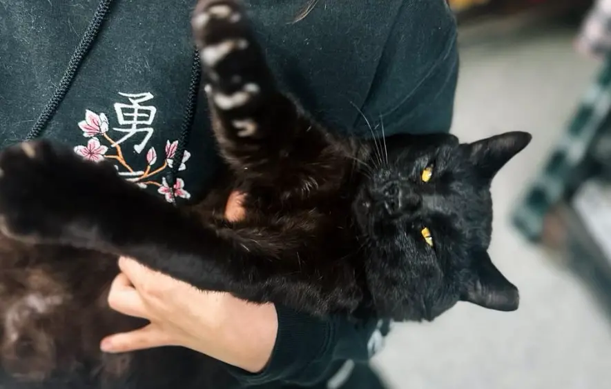 ▲有著小魔王性格的賽樂姆，在收容機構內一直乏人問津。（圖／DeKalb Humane Society）