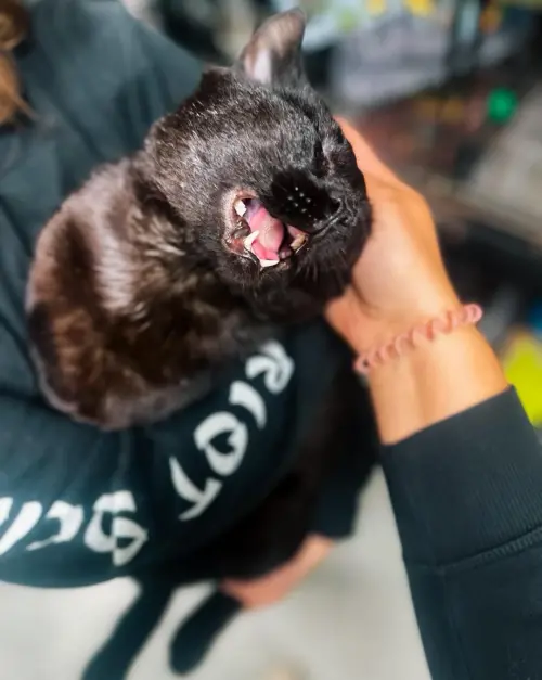 賽樂姆住進機構好幾個月,還是願意被志工抱起摸頭,但下一秒可能就是貓爪招呼。(圖/DeKalb Humane Society) ▲賽樂姆住進機構好幾個月,還是願意被志工抱起摸頭,但下一秒可能就是貓爪招呼。(圖/DeKalb Humane Society)