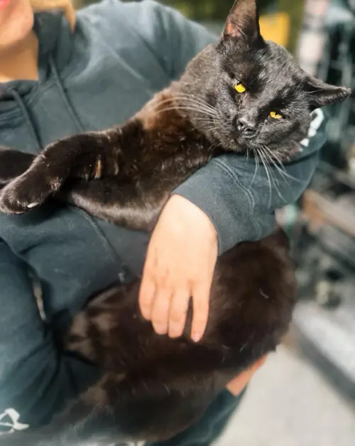 賽樂姆性格陰晴多變,志工也直接將牠的缺點通通爆料,卻讓認養文直接爆紅。(圖/DeKalb Humane Society) ▲賽樂姆性格陰晴多變,志工也直接將牠的缺點通通爆料,卻讓認養文直接爆紅。(圖/DeKalb Humane Society)