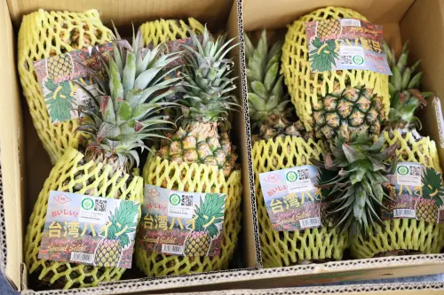 ▲台南金鑽鳳梨繼去(113)年獲得日本茨城縣採購供校園午餐水果食材,今(114)年將再度輸日。(圖/南市府提供) ▲台南金鑽鳳梨繼去(113)年獲得日本茨城縣採購供校園午餐水果食材,今(114)年將再度輸日。(圖/南市府提供)
