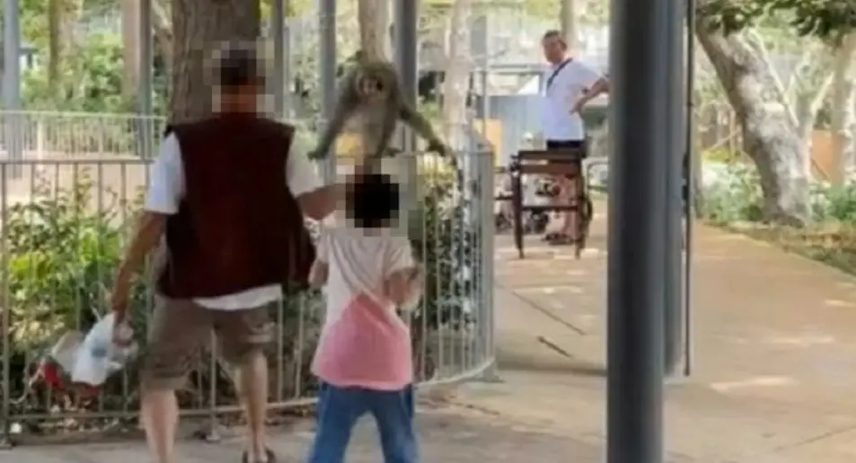 ▲高雄一名男子與孫女在壽山動物園遇到獼猴，男子竟朝獼猴丟擲不明物品。（圖／讀者提供）