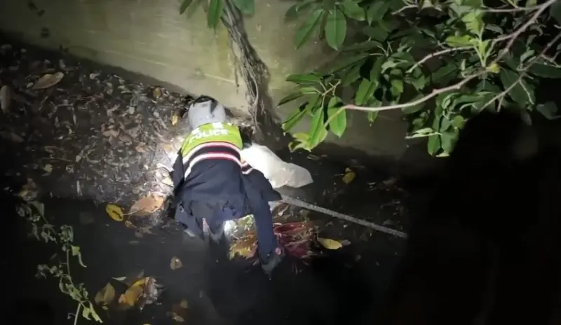 ▲警方在鄰近公園尋獲兩大袋大麻活株30株。（圖／警方提供）