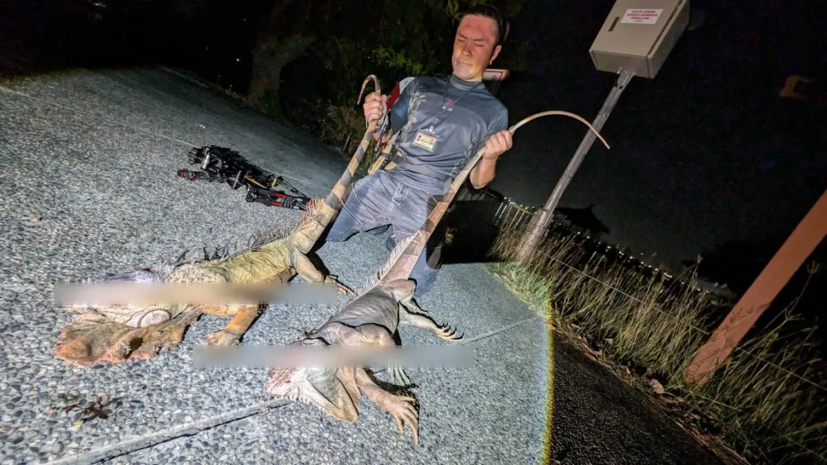 ▲高雄澄清湖日前出現1.7米長「超巨」綠鬣蜥，獵蜥達人J爸日前赴澄清湖捕捉，也透露獵捕不容易。（圖／翻攝臉書）