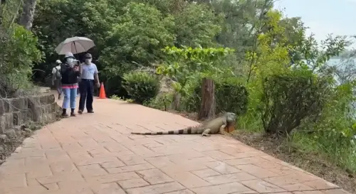 ▲在高雄澄清湖步道上，出現長達1.7米的巨型綠鬣蜥，嚇壞經路過民眾。（圖／翻攝畫面）