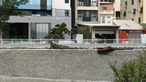 ▲由於綠鬣蜥喜歡水域地帶，有民眾目擊在高雄鳳山河堤邊上，也出現超巨大綠獵蜥在曬太陽。（圖／翻攝臉書）