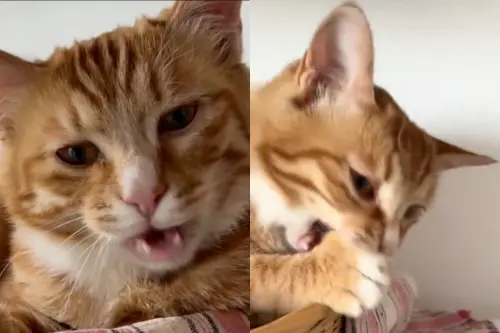 橘貓睡醒「下巴發怪聲」痛爆！飼主嚇壞：以為癲癇　檢查結果傻眼
