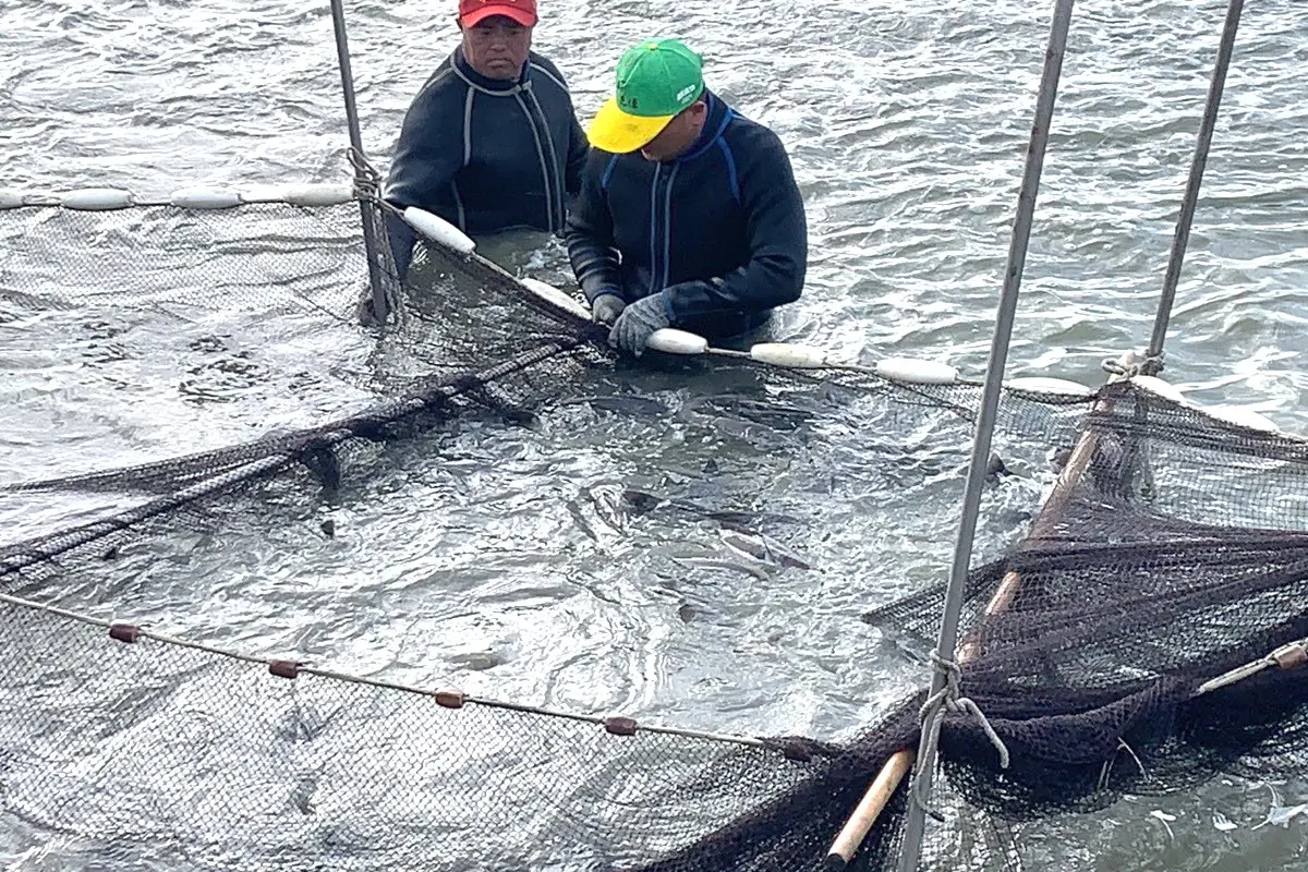▲高雄市政府海洋局呼籲高雄地區養殖業者應於5月底前完成放養量申報，以保障自身權益。(圖／高雄市政府海洋局提供)