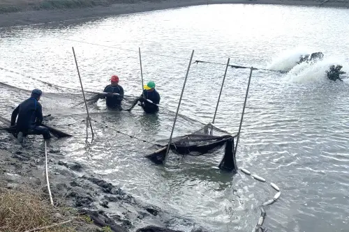 ▲高雄地區養殖業者放養虱目魚苗的情形。(圖/高雄市政府海洋局提供) ▲高雄地區養殖業者放養虱目魚苗的情形。(圖/高雄市政府海洋局提供)