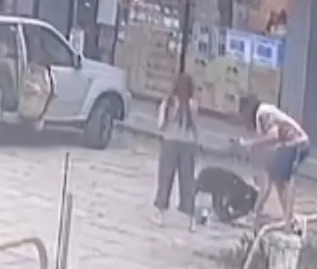 3日在新竹五峰鄉疑似被彼特犬攻擊的流浪黑狗,送醫後不只有8處嚴重撕裂傷,體內還發現一顆「喇叭彈」,懷疑遭人惡意攻擊。(圖/新竹縣流浪動物珍愛協會) ▲3日在新竹五峰鄉疑似被彼特犬攻擊的流浪黑狗,送醫後不只有8處嚴重撕裂傷,體內還發現一顆「喇叭彈」,懷疑遭人惡意攻擊。(圖/新竹縣流浪動物珍愛協會)