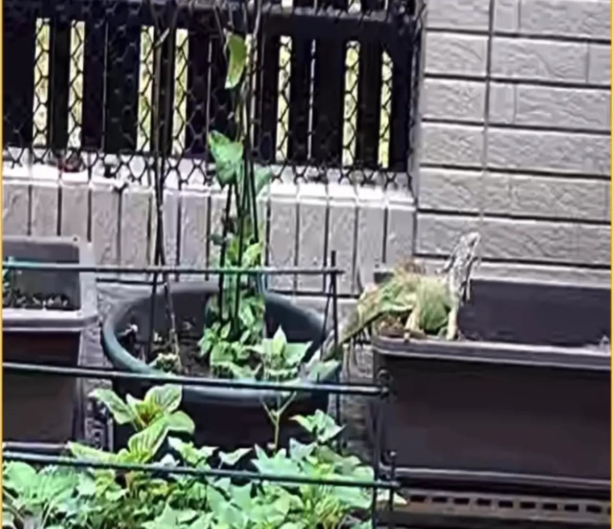 ▲ 高雄市有民眾在住家陽台驚見綠鬣蜥正在挖盆栽，準備產卵，嚇到立刻驅趕。（圖/讀者提供）