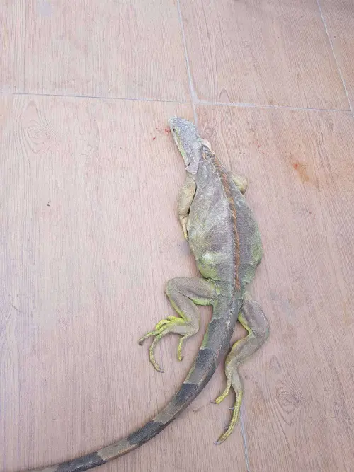 ▲ 高雄市有民眾在住家陽台驚見綠鬣蜥正在挖盆栽，準備產卵，嚇到立刻驅趕，最後不小心擊斃綠鬣蜥。（圖/讀者提供）