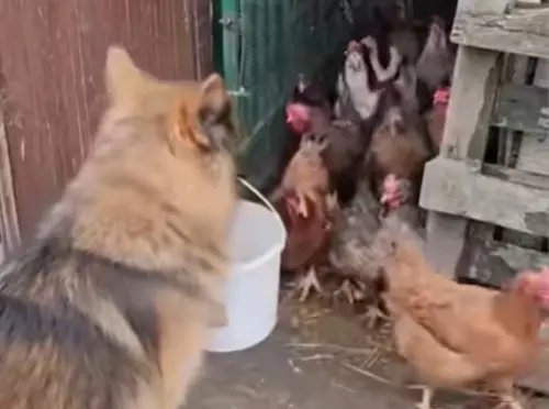 ▲這隻德國牧羊犬不僅擁有聰明過人的實力，個性還十分乖巧又聽話，來到農場後幫了飼主許多忙。（圖／翻攝微博）