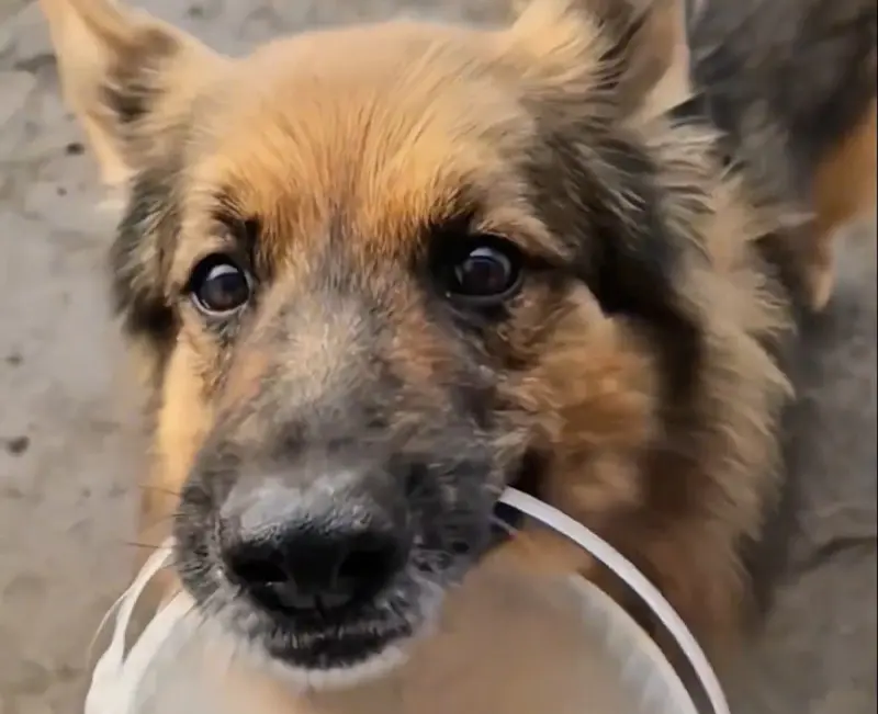 ▲大陸有隻落選警犬被淘汰後沒有人收養，直到一名農場主人出現後，才翻轉牠的狗生。（圖／翻攝微博）