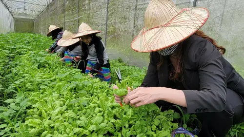 ▲遠雄悅來大飯店專業導覽員，帶旅客造訪吃素的土地，走進有機農場。（圖／遠雄悅來大飯店）