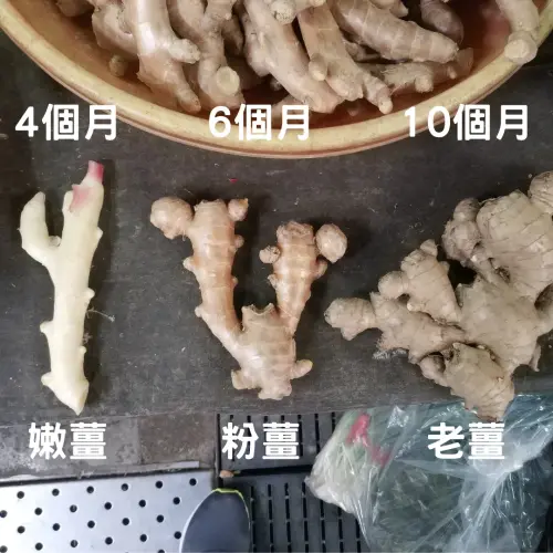 ▲根據種植時間的不同，薑可分成嫩薑、粉薑與老薑三種，差異一次看。（圖／廖烱程臉書）