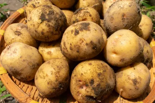 ▲有網友買了馬鈴薯回家後，發現整顆變得超綠。（圖／翻攝自photoAC）