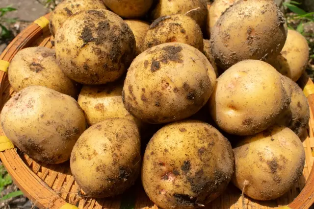 ▲有網友買了馬鈴薯回家後，發現整顆變得超綠。（示意圖／取自photoAC）