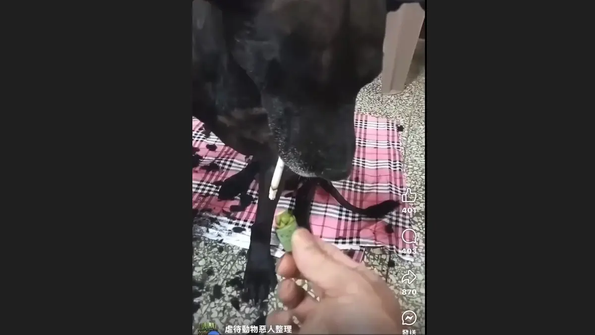 ▲林姓水電工將老狗叼菸影片上傳，引爆網友怒火。（圖／翻攝網路社團「虐待動物惡人整理」，2025.05.08）
