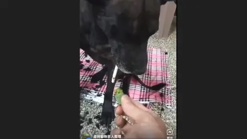 影/逼「總裁」抽煙吃檳榔遭肉搜!江和樹怒揪惡飼主 結局大反轉