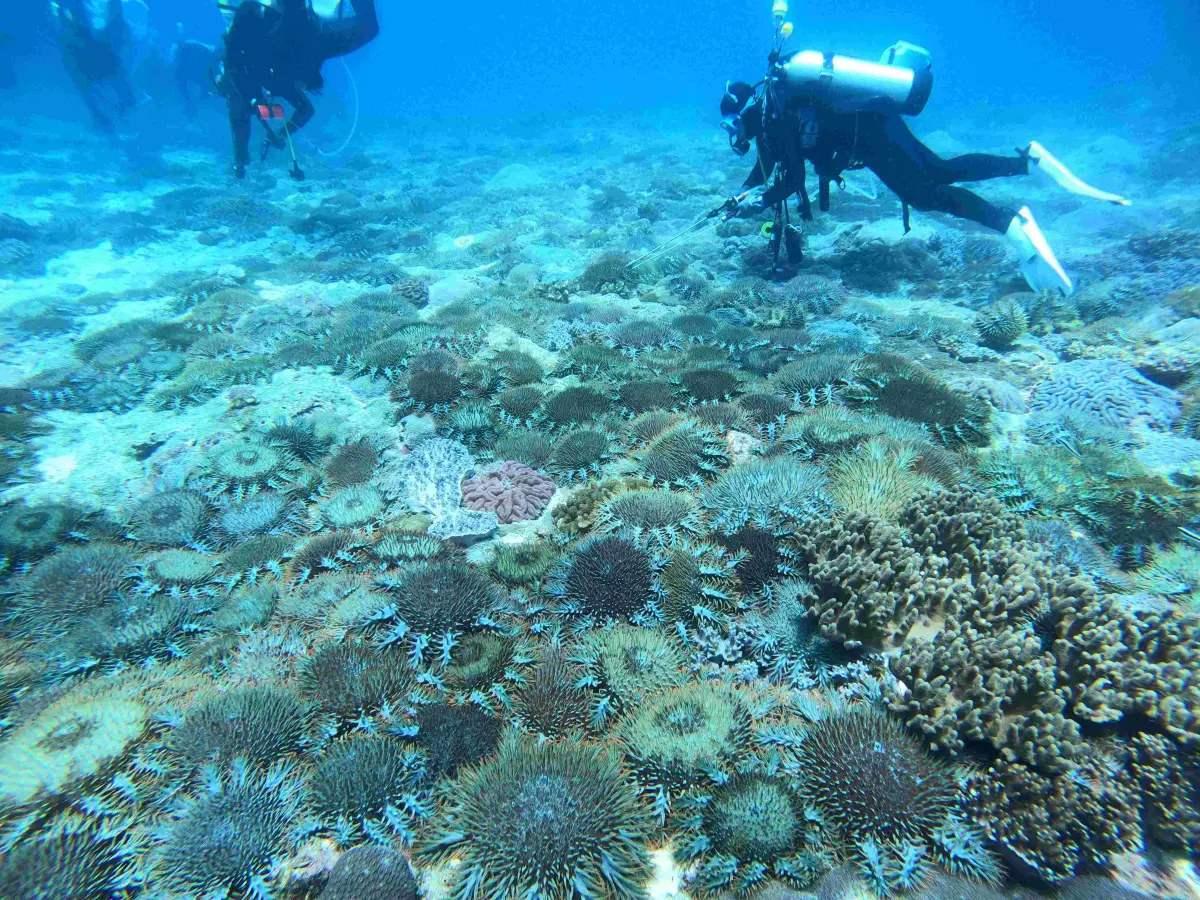 ▲東沙群島環礁珊瑚正面臨棘冠海星大爆發危機，專家表示石珊瑚恐在2年內被吃光。（圖／台灣珊瑚礁學會提供）