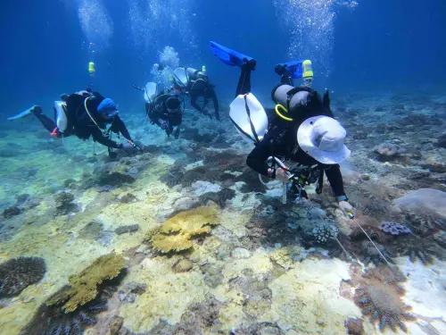 ▲儘管已經有潛水志工協助移除棘冠海星，但其生長速度太快，已經嚴重影響石珊瑚生存。（圖／台灣珊瑚礁學會提供）