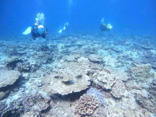 ▲東沙環礁海域棘冠海星大爆發，所經之處婉如野火燎原，珊瑚被啃食殆盡，專家表示若不積極處理，該海域的珊瑚將在2年內被吃光。（圖／台灣珊瑚礁學會提供）