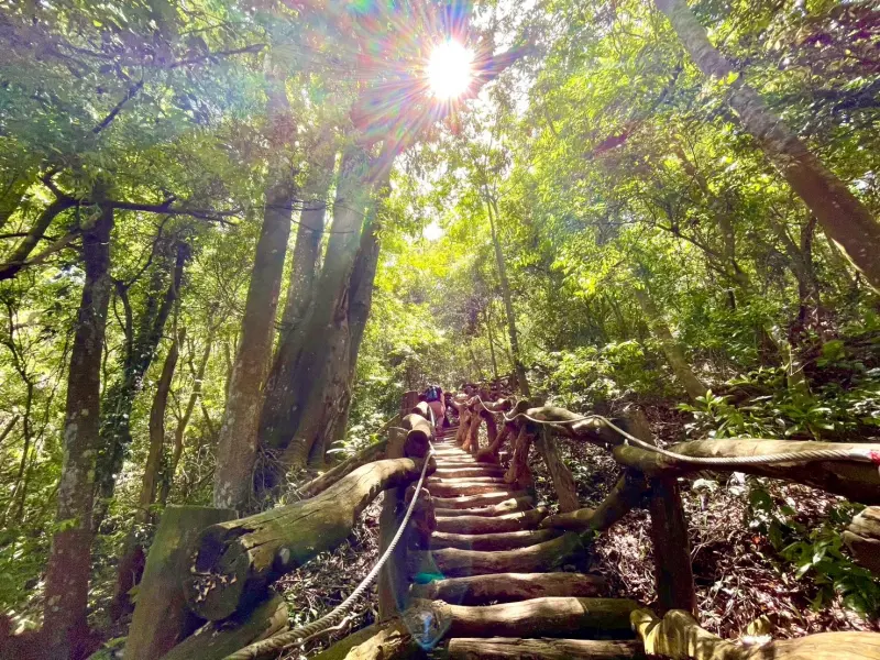 ▲相思木棧道旁超過200年長尾栲(圖／觀旅局提供2025.5.9)