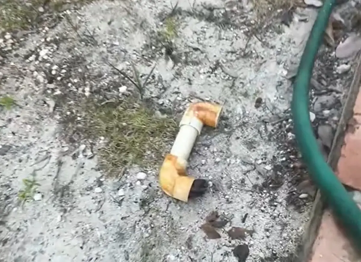 院子驚見「一根水管」突然動了！身分曝光 路人嗨翻：撿到寶藏