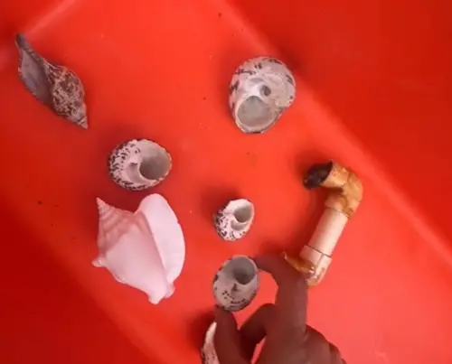 班特利拿出許多貝殼,讓寄居蟹能夠挑選它的新家。(圖/TikTok@morgiepb) ▲班特利拿出許多貝殼,讓寄居蟹能夠挑選它的新家。(圖/TikTok@morgiepb)