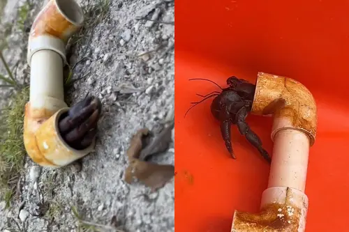 水管裡的小生物其實是寄居蟹,但看起來相當不舒服。(圖/TikTok@morgiepb) ▲水管裡的小生物其實是寄居蟹,但看起來相當不舒服。(圖/TikTok@morgiepb)