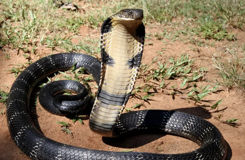 ▲泰國一間學校出現一條巨大的眼鏡王蛇。（圖／翻攝自X）