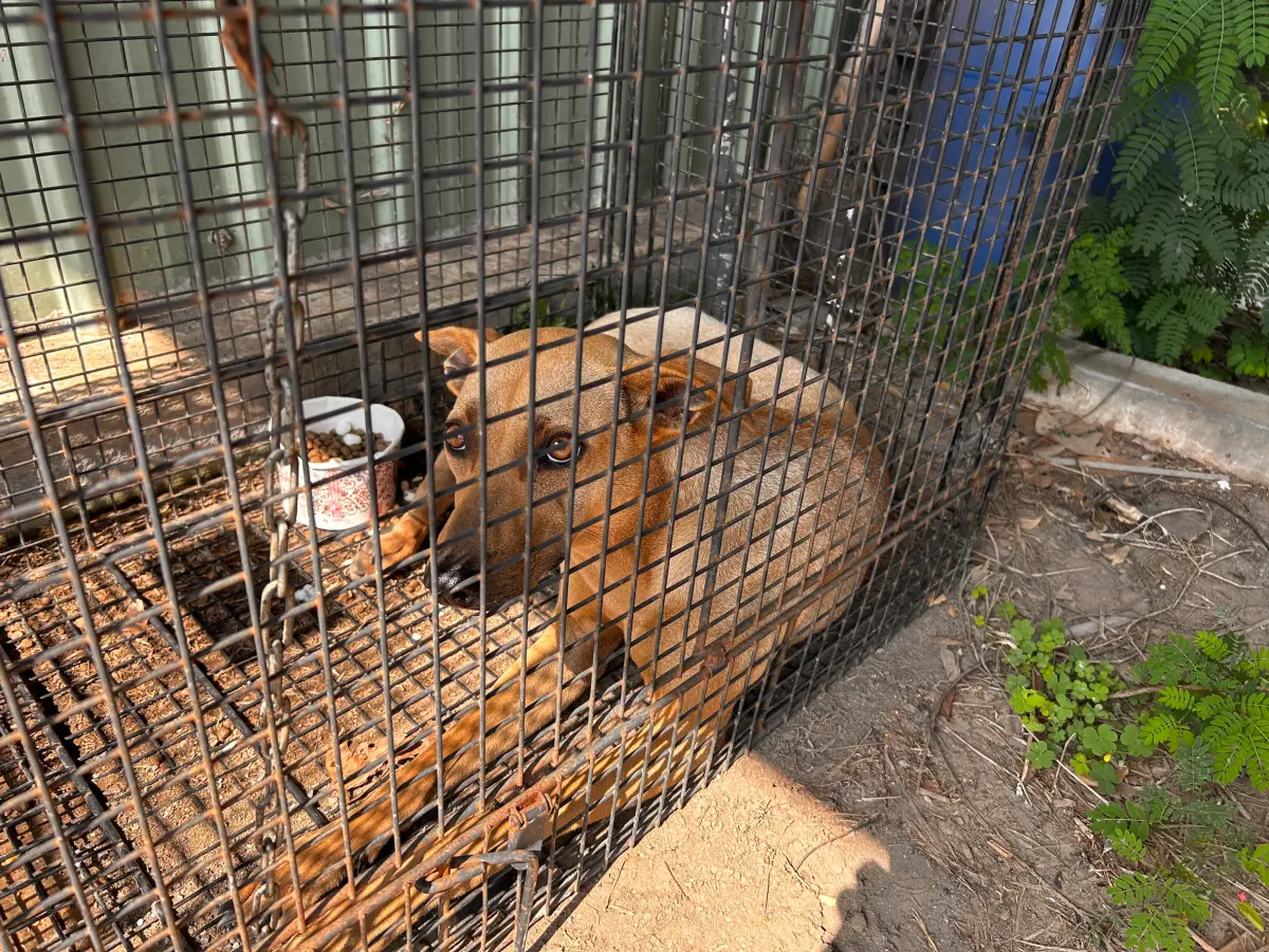 ▲放下補籠時，小狗竟悠哉在四周閒晃，誘捕籠才剛設置完畢，便自行鑽進去(圖／環保局提供2025.5.10)