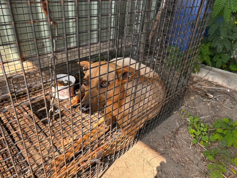 ▲放下補籠時，小狗竟悠哉在四周閒晃，誘捕籠才剛設置完畢，便自行鑽進去(圖／環保局提供2025.5.10)