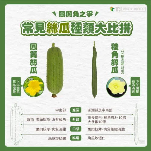 ▲絲瓜有常見的「圓筒」型和「稜角」型，稜角絲瓜主要產地為澎湖，又稱澎湖絲瓜（圖／農糧署臉書）