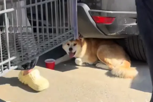 狗狗不能進好市多！黃狗被綁車尾待停車場曬太陽　飼主下場慘了
