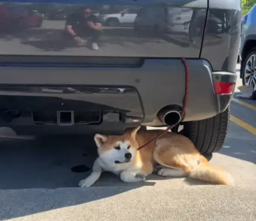 柴犬一邊悲鳴一邊等待主人回來。(圖/翻攝Tiktok) ▲柴犬一邊悲鳴一邊等待主人回來。(圖/翻攝Tiktok)