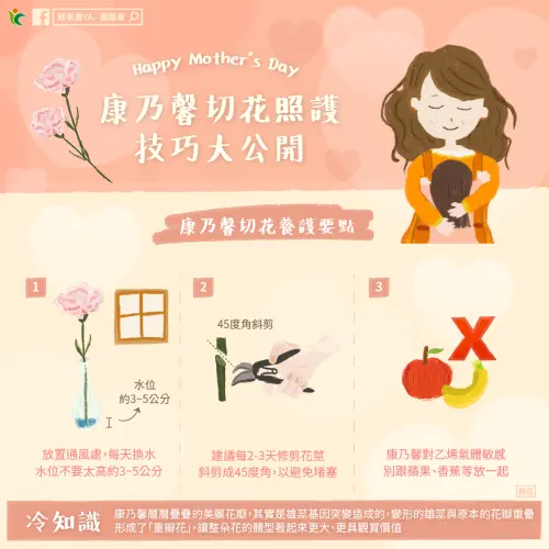 ▲康乃馨平時要放在通風處，且每天都要換水，且水位不能超過3至5公分，每2至3天就要修剪花莖。（圖／農糧署提供）