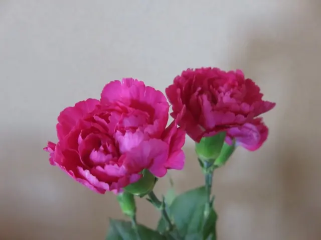 ▲母親節就是要送媽媽康乃馨，不過康乃馨在挑選、保存照顧上，有相當多技巧需要注意。（示意圖／取自photoAC）