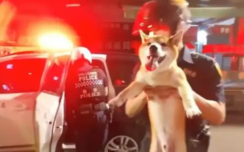 警方日前巡邏時遇上2隻翹家毛孩,立刻將牠們逮捕抱上警車。(圖/翻攝畫面) ▲員警費了一番力氣才終於將兩隻狗狗「逮捕歸案」,抱上警車的畫面意外療癒。(圖/翻攝畫面)