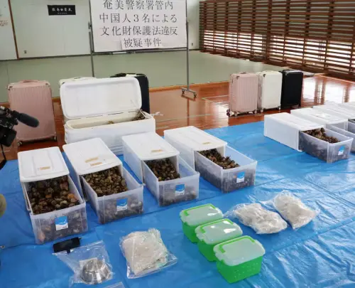 3名中國人因私藏3000隻活體「天然紀念物」陸寄居蟹,遭日本鹿兒島警方逮捕。(圖/鹿兒島奄美市警方) ▲3名中國人因私藏3000隻活體「天然紀念物」陸寄居蟹,遭日本鹿兒島警方逮捕。(圖/鹿兒島奄美市警方)