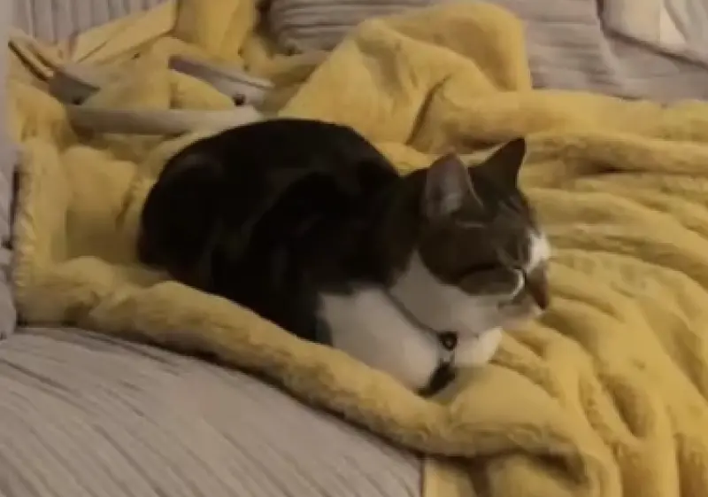 ▲英國倫敦一名女子在家追劇時開門拿外送，卻驚見回頭後沙發上竟多了一隻陌生貓咪，牠自在躺平、陪她一起看完整部電影。（圖／翻攝自TikTok）
