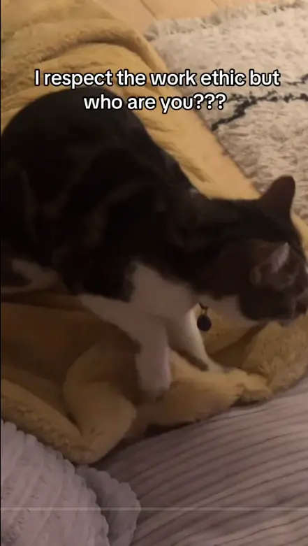 ▲（圖／翻攝自TikTok）