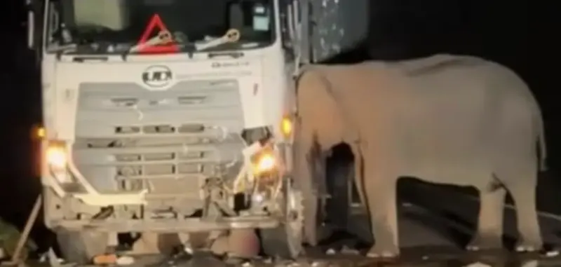 ▲一隻小象被貨車撞擊後捲入車底，母象死守孩子屍體直到天明。（圖／翻攝自東方日報）