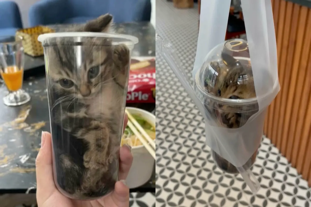 ▲一隻頑皮小貓鑽入透明杯中，飼主乾脆「提貓回家」。（圖／翻攝自影片）