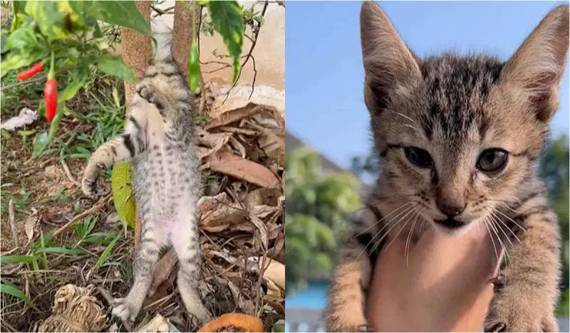 ▲一隻三個月大的貓在花園玩耍時頭卡到樹枝之間。（圖／翻攝自影片）