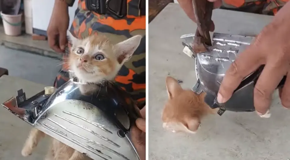 ▲一隻頑皮的橘貓頭卡進車頭燈，飼主不知所措。（圖／翻攝自影片）