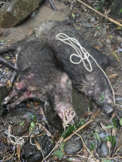 ▲有網友在臉書社團爆料台中柑橘農民，違法飼養鬣狗隻，協助獵捕山豬，將山豬活活咬死。（圖／翻攝臉書）