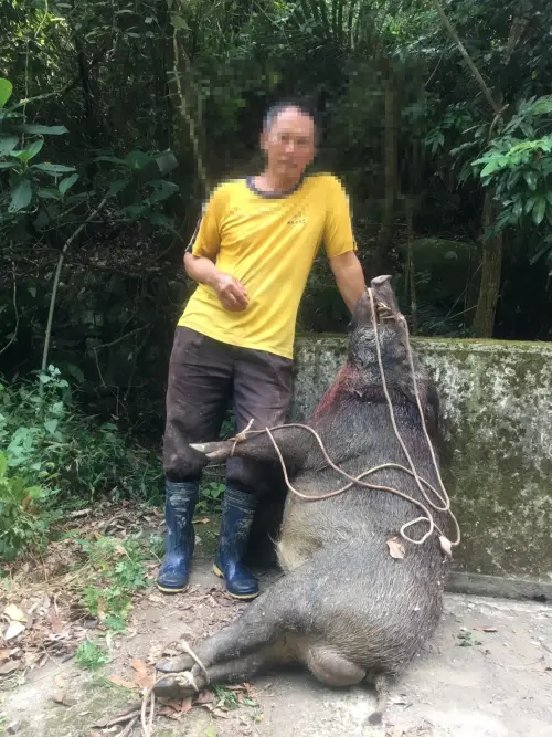 ▲被民眾檢舉的柑橘農民還在自己臉書大方分享獵捕山豬合照（圖／翻攝臉書）