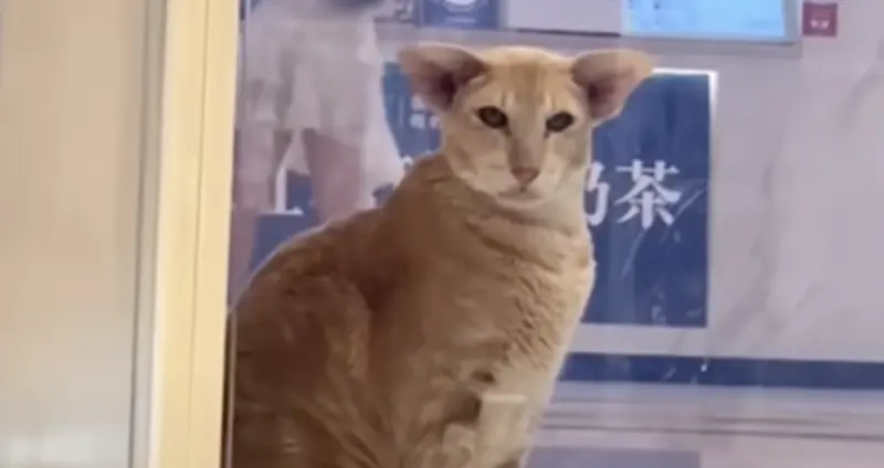 ▲有民眾目睹一隻長相奇特的貓咪，體型不但特別巨大，頭部比例更是特殊，耳朵不但特別大，還是平行生長。（圖／翻攝微博）