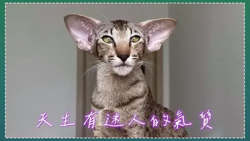 ▲東方短毛貓原產於泰國，但在亞洲其他國家卻是相當罕見的家貓。（圖／YT許伯&簡芝）